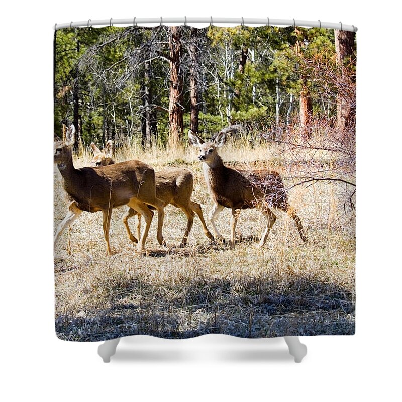 Deer Shower Curtain featuring the photograph Springtime Mule Deer in the Pike National Forest by Steven Krull