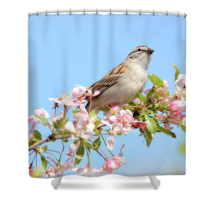  Shower Curtain featuring the photograph Springtime Sparrow by Ann Bridges