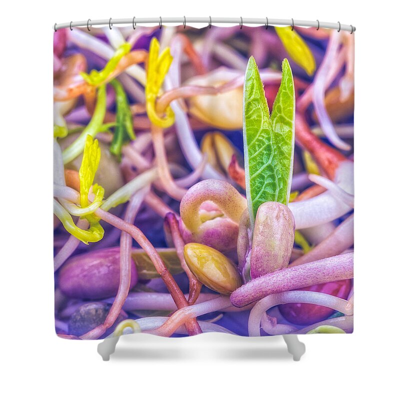 Sprouts Shower Curtain featuring the photograph Sprouts Are Magic by TC Morgan