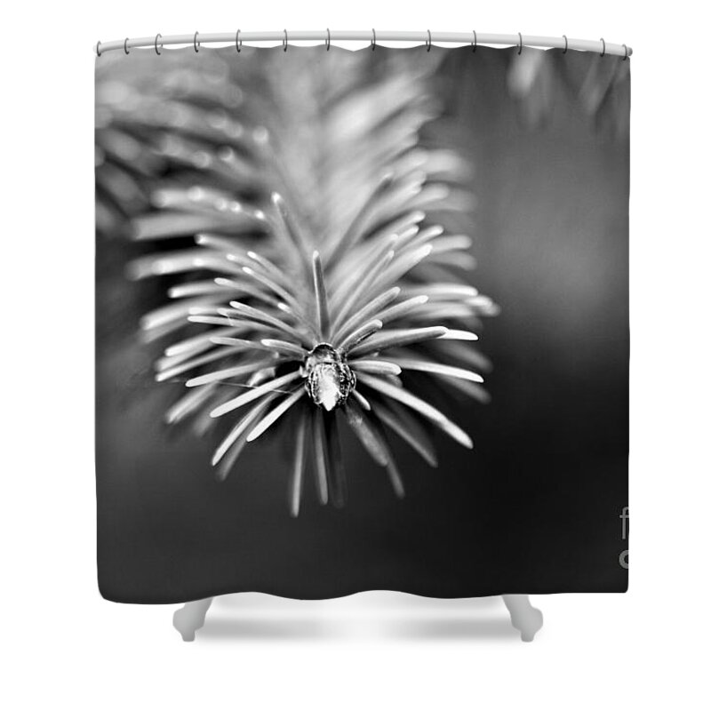 Black And White Shower Curtain featuring the photograph Spruce Bud by Tracey Lee Cassin