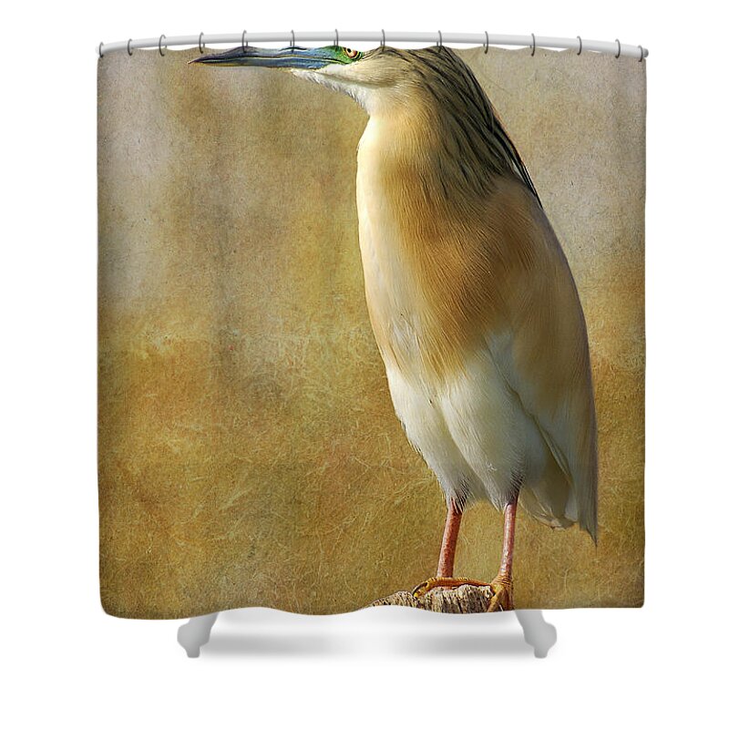 Ardeola Ralloides Shower Curtain featuring the photograph Squacco Heron by Perry Van Munster