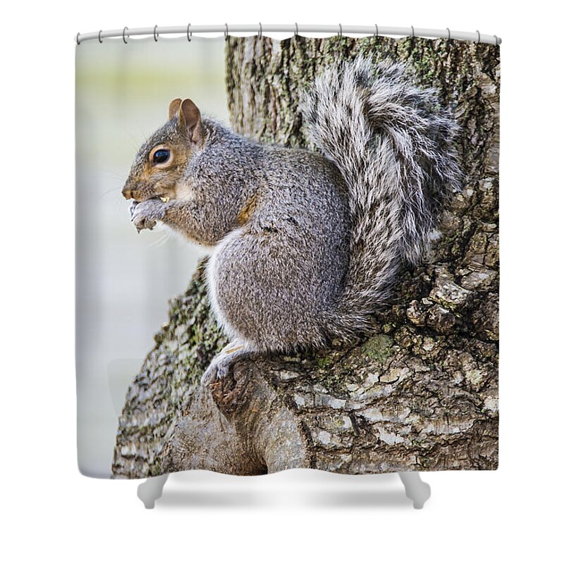 Rodent Shower Curtain featuring the photograph Squirrel 0810 by Cathy Kovarik