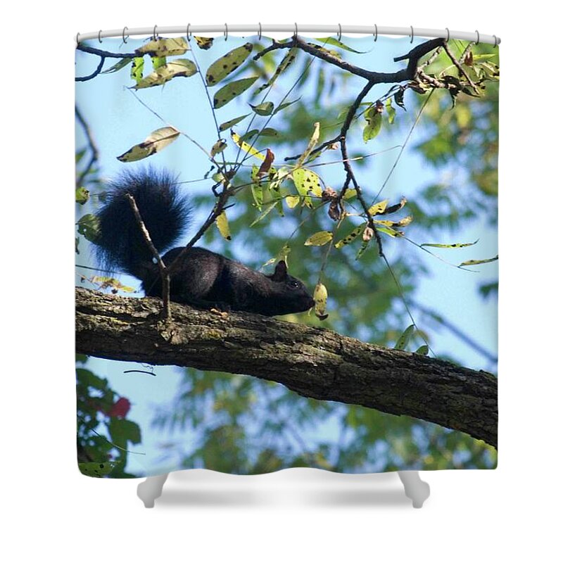 Squirrel Shower Curtain featuring the photograph Squirrel Adventure by Ee Photography