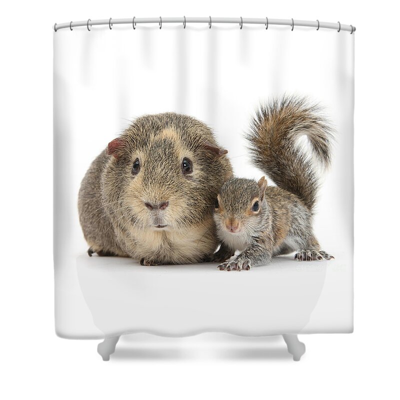 Grey Squirrel Shower Curtain featuring the photograph Squirrel and Guinea by Warren Photographic