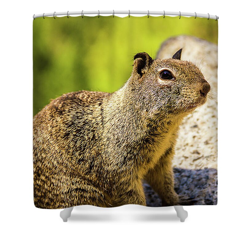 Nature Shower Curtain featuring the photograph Squirrel On The Rock by Mirko Chianucci
