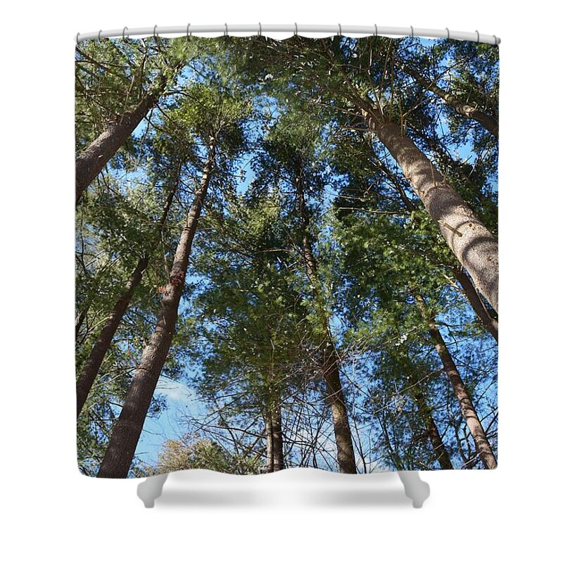 Trees Shower Curtain featuring the photograph Squirrels Highway by Dani McEvoy