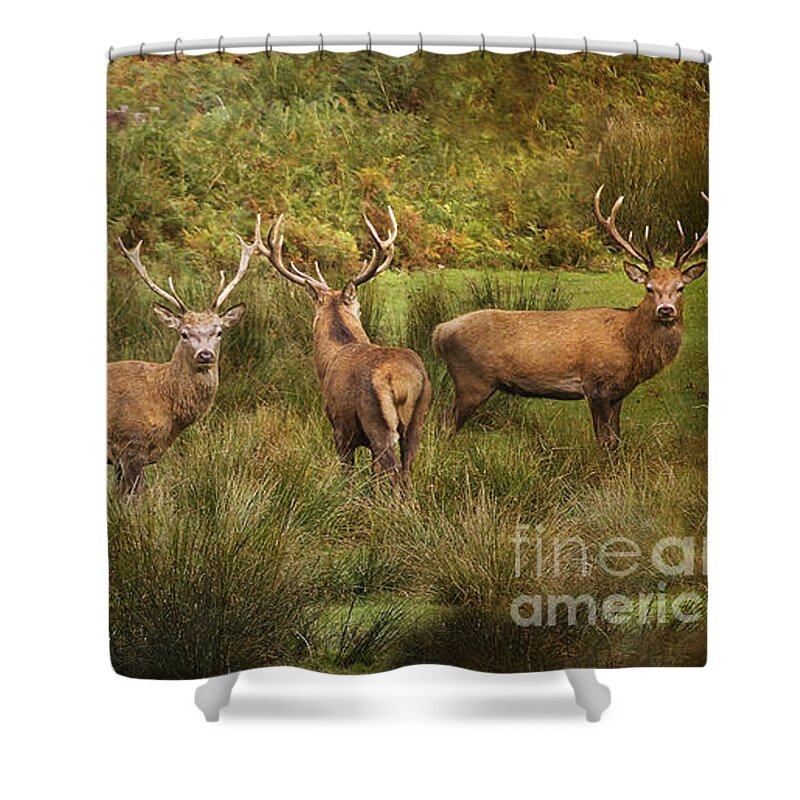 Stags Shower Curtain featuring the photograph Stag Party The Boys by Linsey Williams