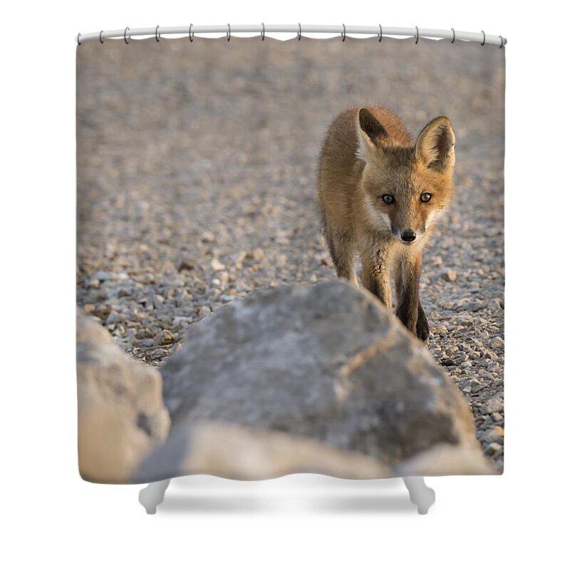 Fox Shower Curtain featuring the photograph Stalking by Andrea Silies