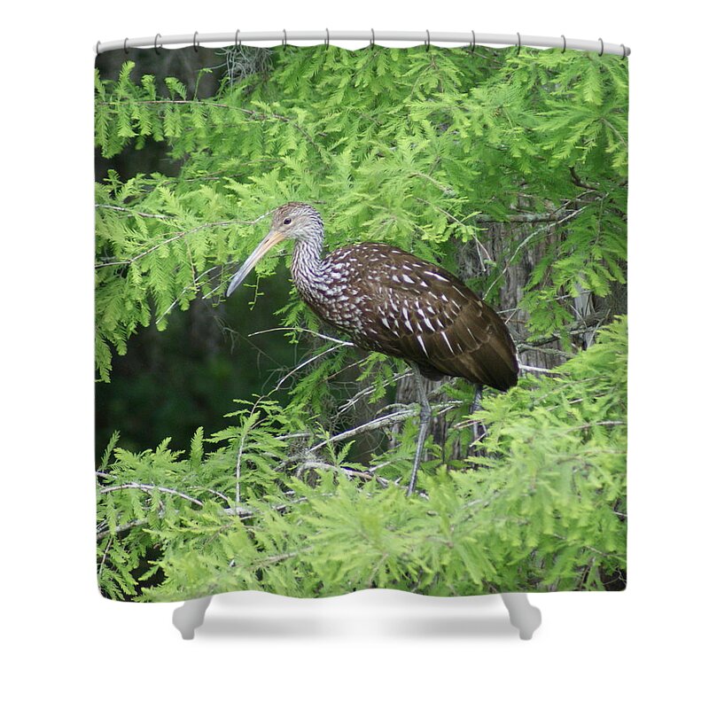 Cypress Trees Shower Curtain featuring the photograph Stalking the Trees by Theresa Cangelosi
