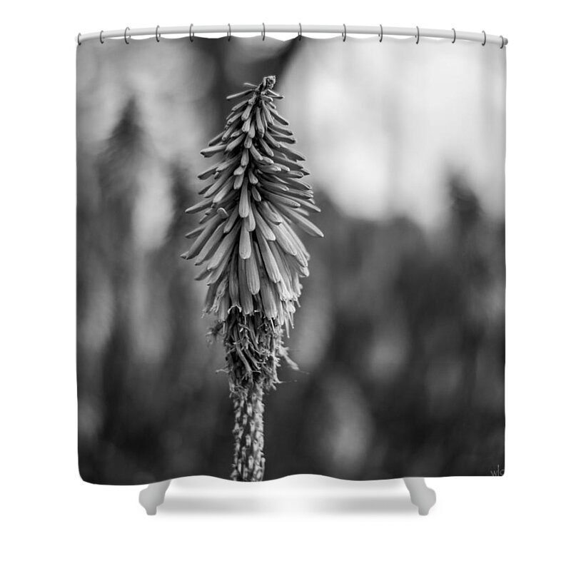 Flowers Shower Curtain featuring the photograph Stand Alone by Wendy Carrington