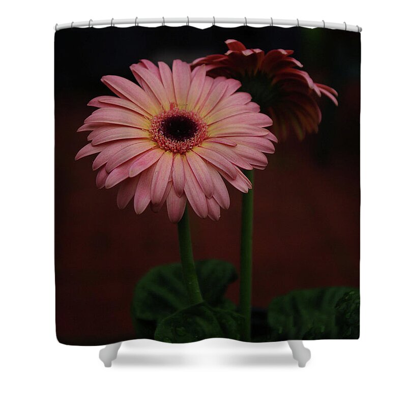 Nature Shower Curtain featuring the photograph  Stand by me by Bess Carter