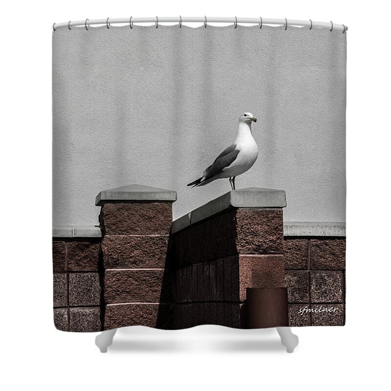 Seagulls Shower Curtain featuring the photograph Standing Alone by Steven Milner
