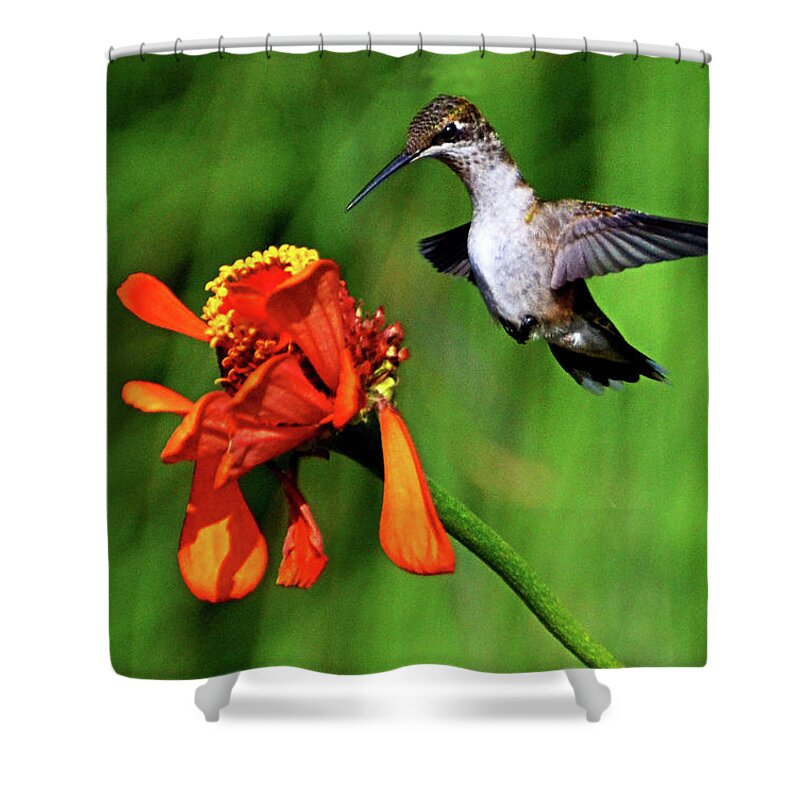 Bird Shower Curtain featuring the photograph Standing In Motion - Hummingbird In Flight 013 by George Bostian