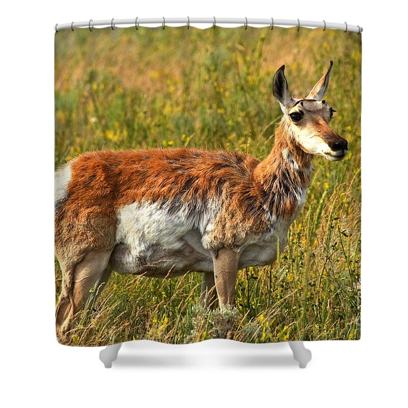 Pronghorn Shower Curtain featuring the photograph Standing In The Golden Valley by Adam Jewell