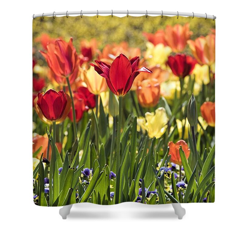 Tulips Shower Curtain featuring the photograph Standing out by Jeanne May