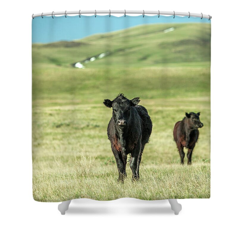 Black Angus Shower Curtain featuring the photograph Standoff by Todd Klassy