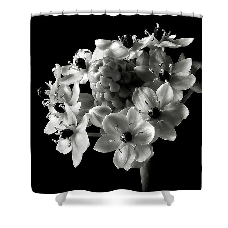 Flower Shower Curtain featuring the photograph Star of Bethlehem in Black and White by Endre Balogh