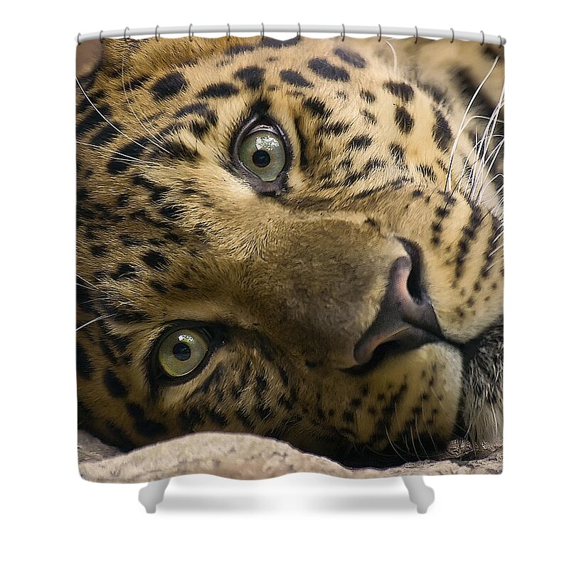 Leopard Shower Curtain featuring the photograph Stare Down by Cheri McEachin