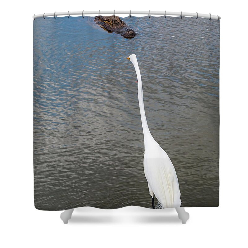 Alligator Shower Curtain featuring the photograph Staredown at Hunting Beach State Park - March 31, 2017 by D K Wall