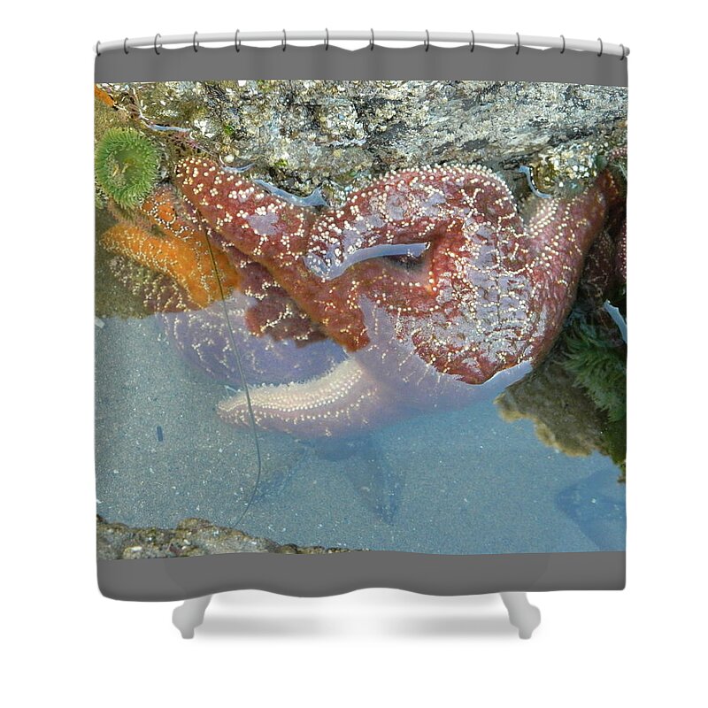Starfish Shower Curtain featuring the photograph Starfish Sandwhich by Gallery Of Hope 