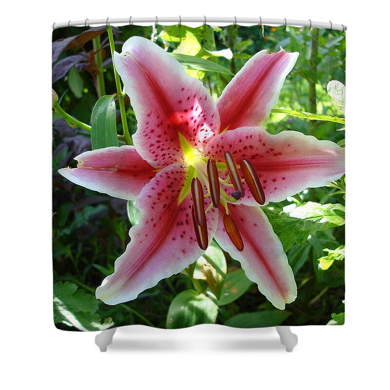 Lily Shower Curtain featuring the photograph Stargazer lily by Susan Baker