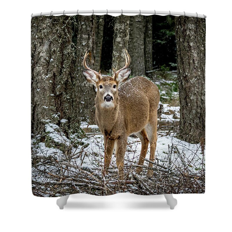 Wildlife Shower Curtain featuring the photograph Staring Buck by Lester Plank