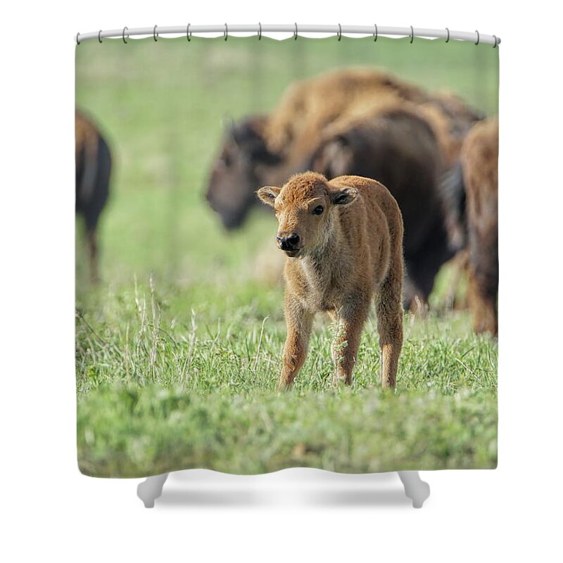 Bison Shower Curtain featuring the photograph Staring Contest by Alan Hutchins