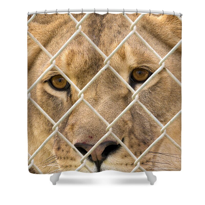Animal Shower Curtain featuring the photograph Staring Lioness by Travis Rogers