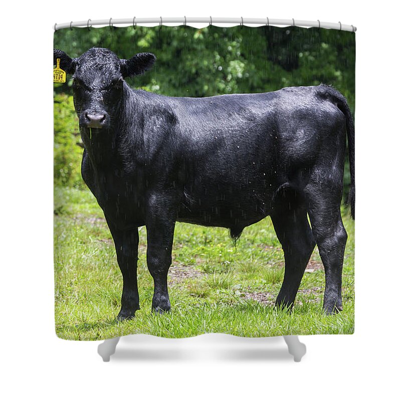 Steer Shower Curtain featuring the photograph Staring Steer by D K Wall