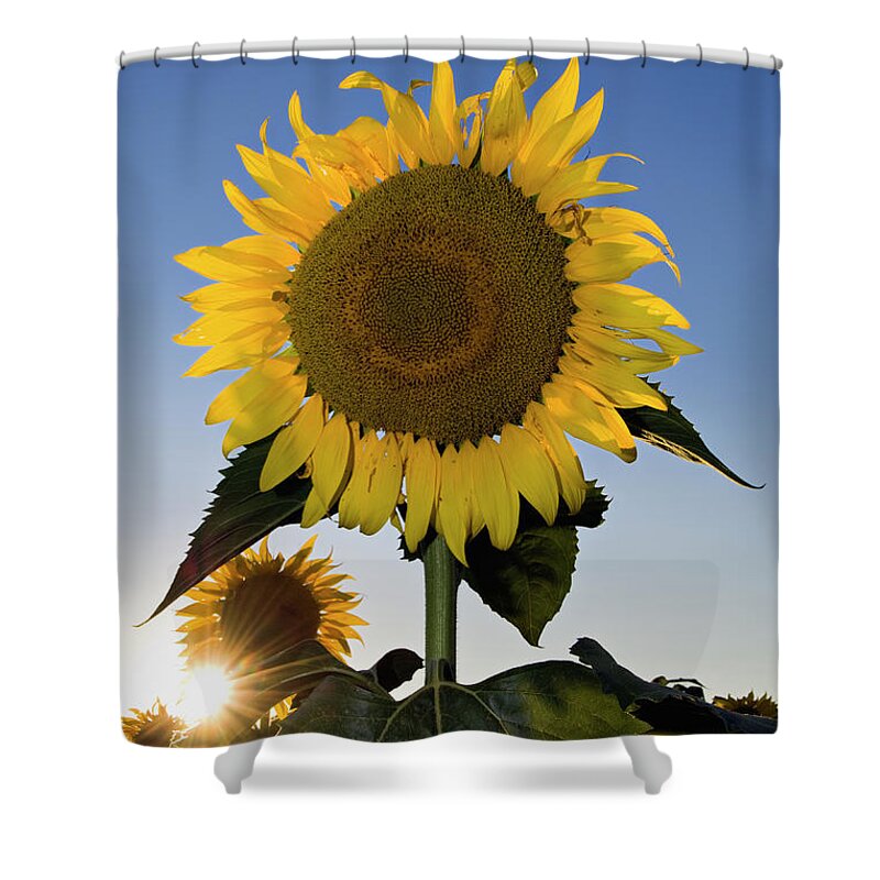 Sunflower Shower Curtain featuring the photograph Starlight and Sunflowers - D008092 by Daniel Dempster