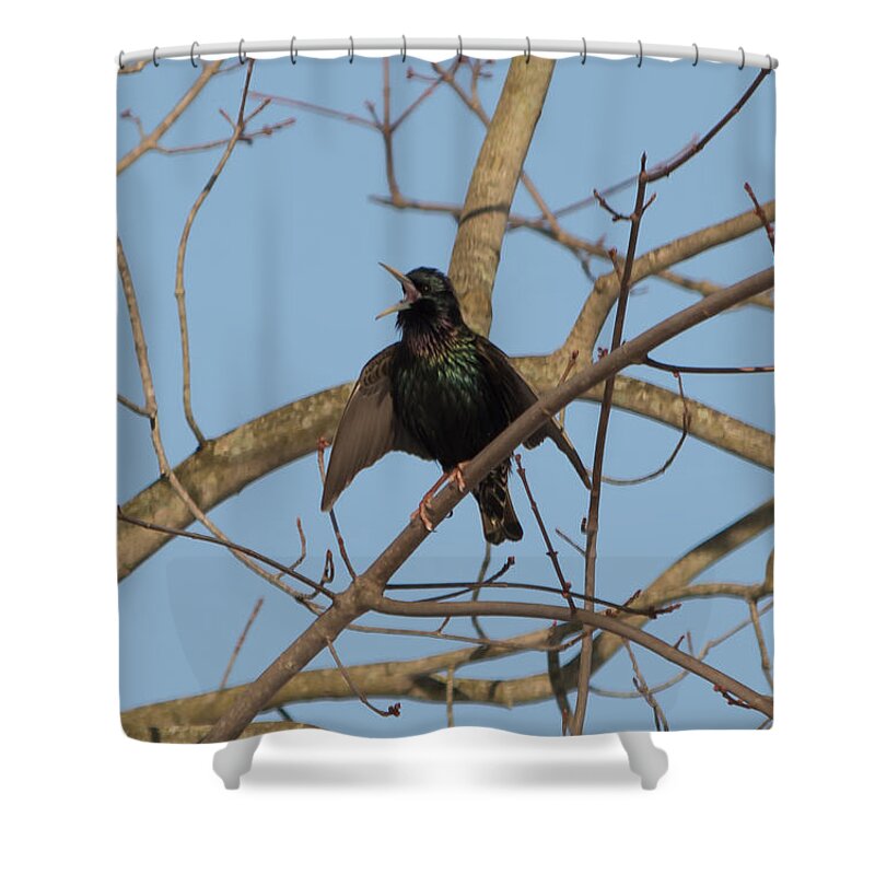 Starling Shower Curtain featuring the photograph Starling Yelling by Holden The Moment