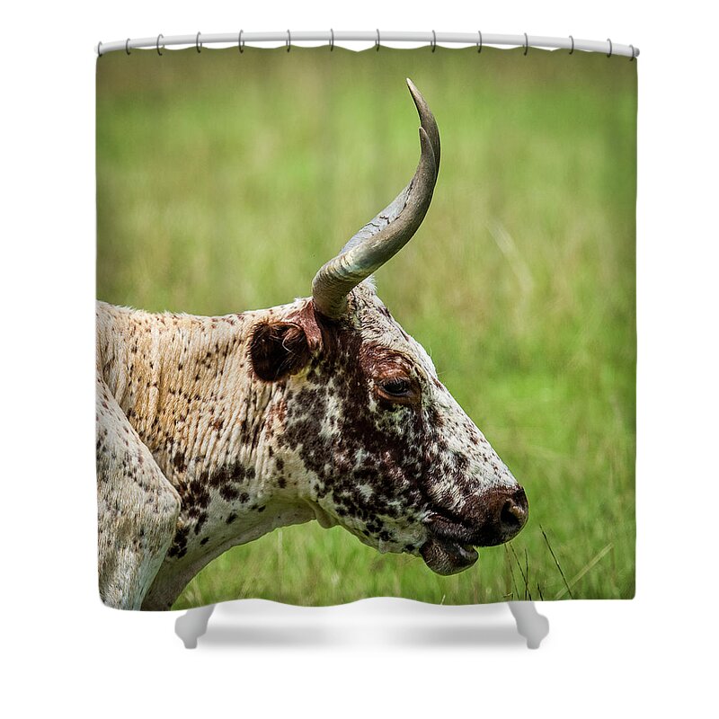 Long Horn Steer Shower Curtain featuring the photograph Steer Portrait by Paul Freidlund