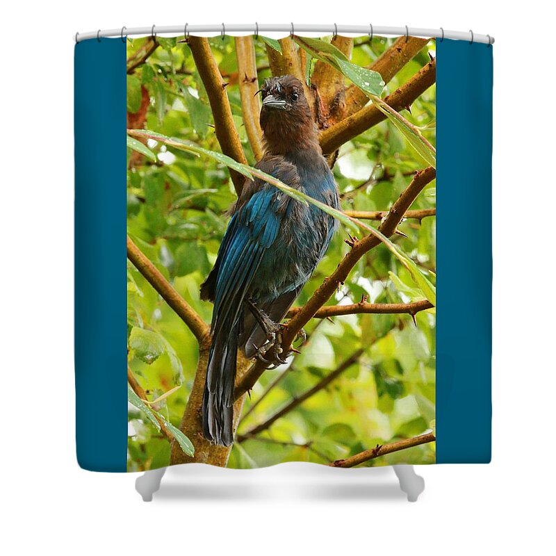 Birds Shower Curtain featuring the photograph Stellar Model by Steve Warnstaff