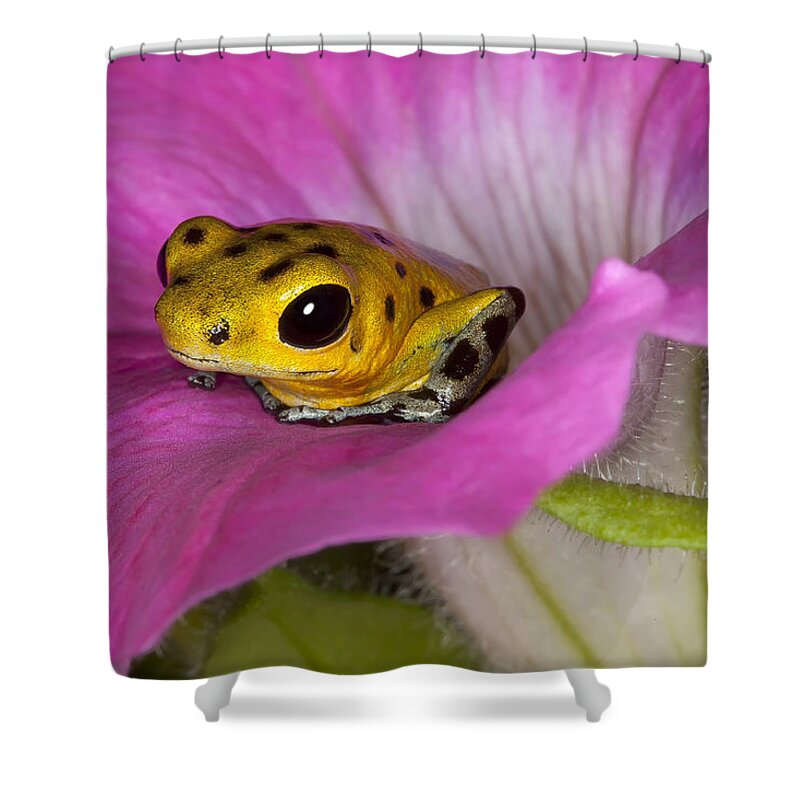 Poison Frog Shower Curtains