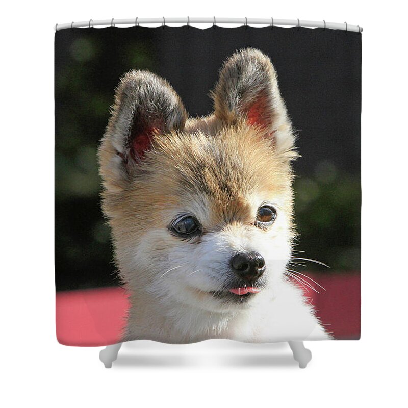 Pomeranian Shower Curtain featuring the photograph Stick Out Your Tongue by Shoal Hollingsworth