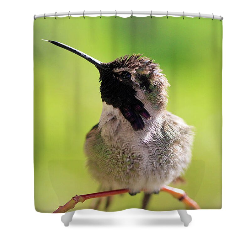 Costa's Hummingbird Shower Curtain featuring the photograph Sticking Out His Tongue by Shoal Hollingsworth
