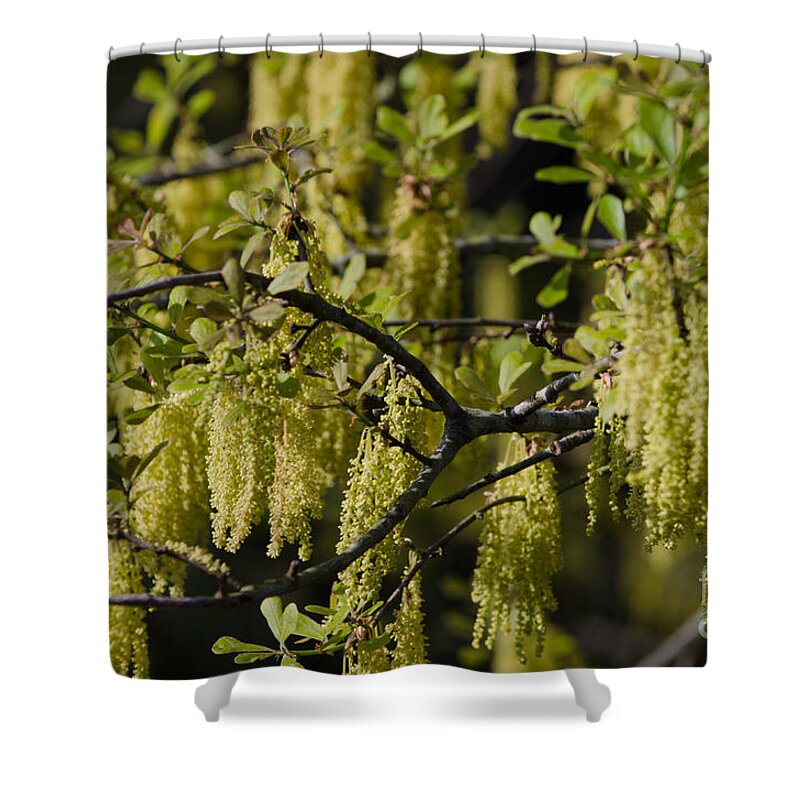 Oak Pollen Shower Curtain featuring the photograph Sticks Like Glue by Dale Powell