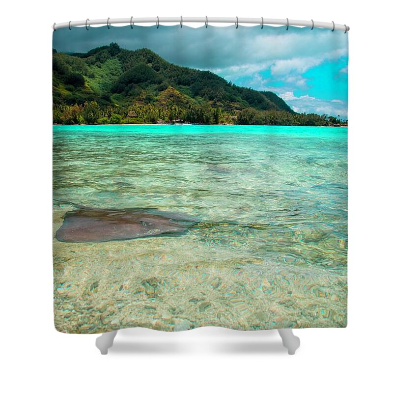 Stingray Shower Curtain featuring the photograph Stingray by Sharon Jones