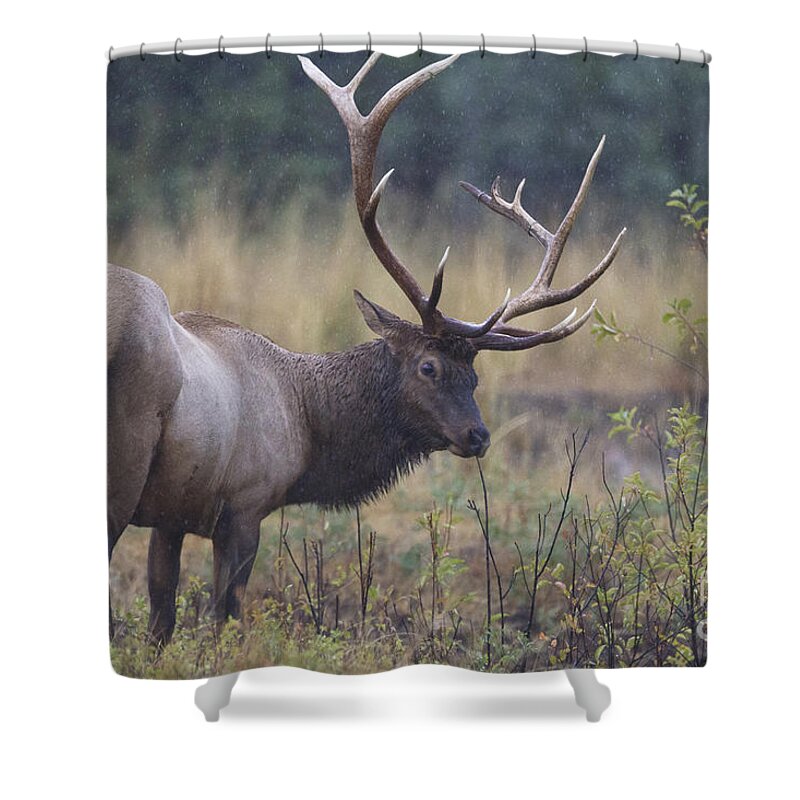 Elk Shower Curtain featuring the photograph Stink Eye by Douglas Kikendall