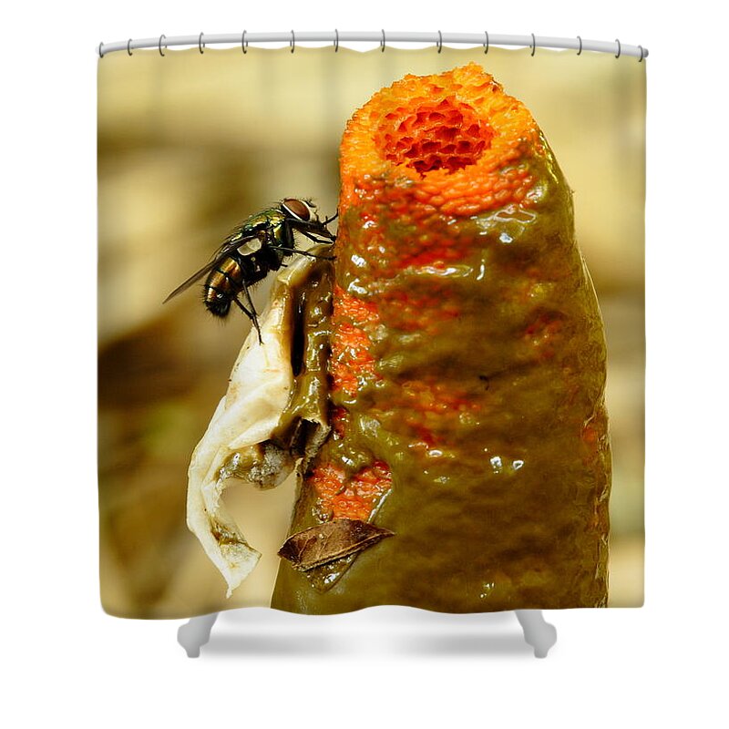 Mutinus Elegans Shower Curtain featuring the photograph Tip Of Stinkhorn Mushroom With Fly by Daniel Reed