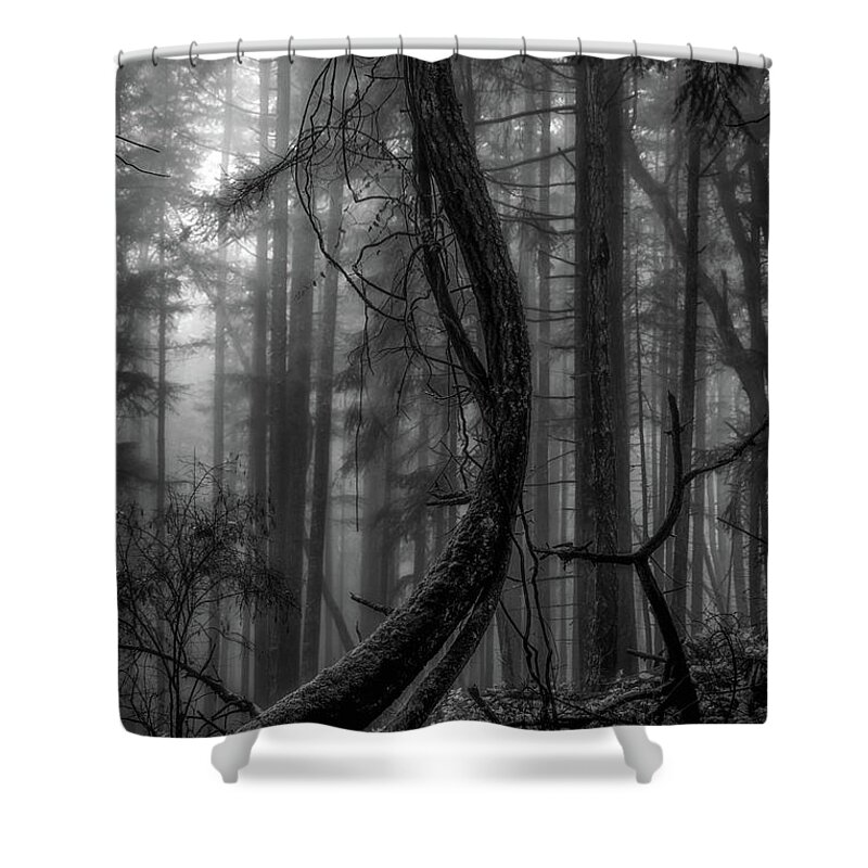 Tree Shower Curtain featuring the photograph Straightening up by David Hillier