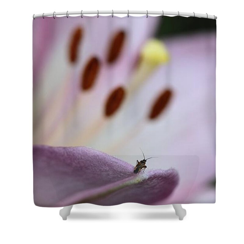 Lily Insect Flower Stamen White Purple On-dark On-black Shower Curtain featuring the photograph Stranger in a Strange Land by Ian Sanders