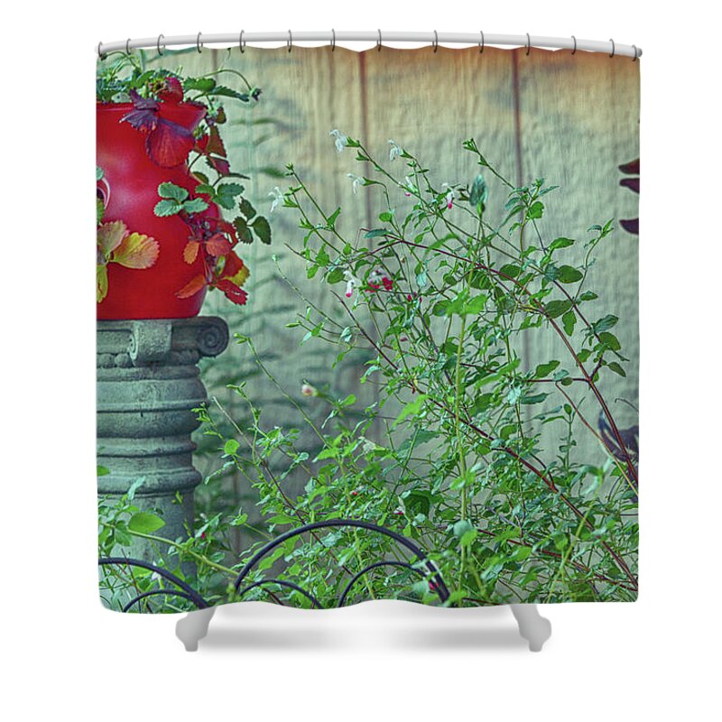 Strawberry Pot Shower Curtain featuring the photograph Strawberry Pot by Bonnie Bruno