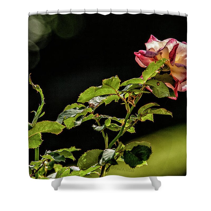 Rose Shower Curtain featuring the photograph Stretching For The Sungoddess..... by Paul Vitko