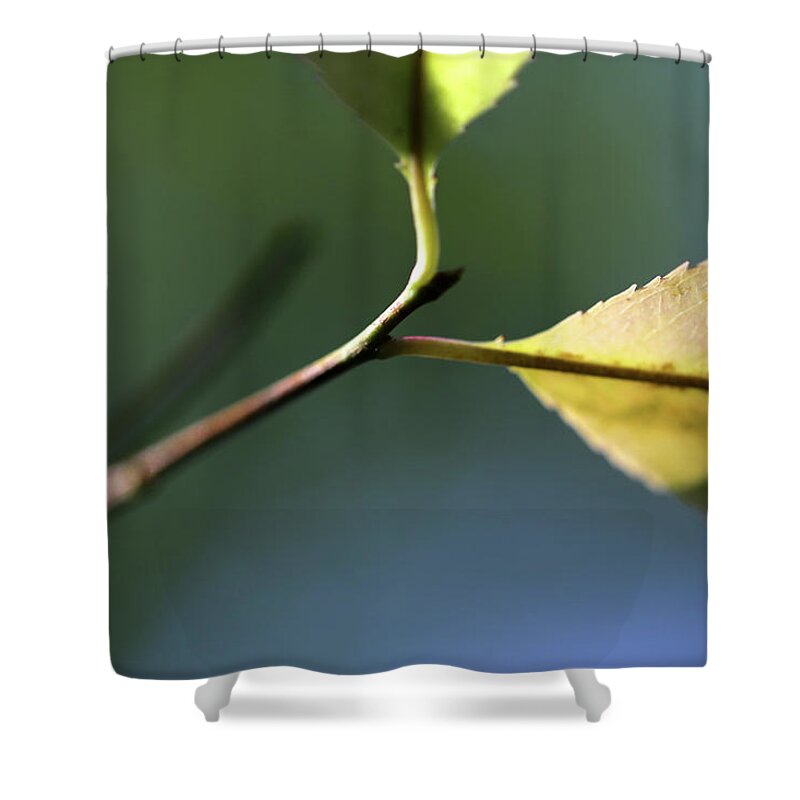 Stem Shower Curtain featuring the photograph Stretching by Mary Bedy