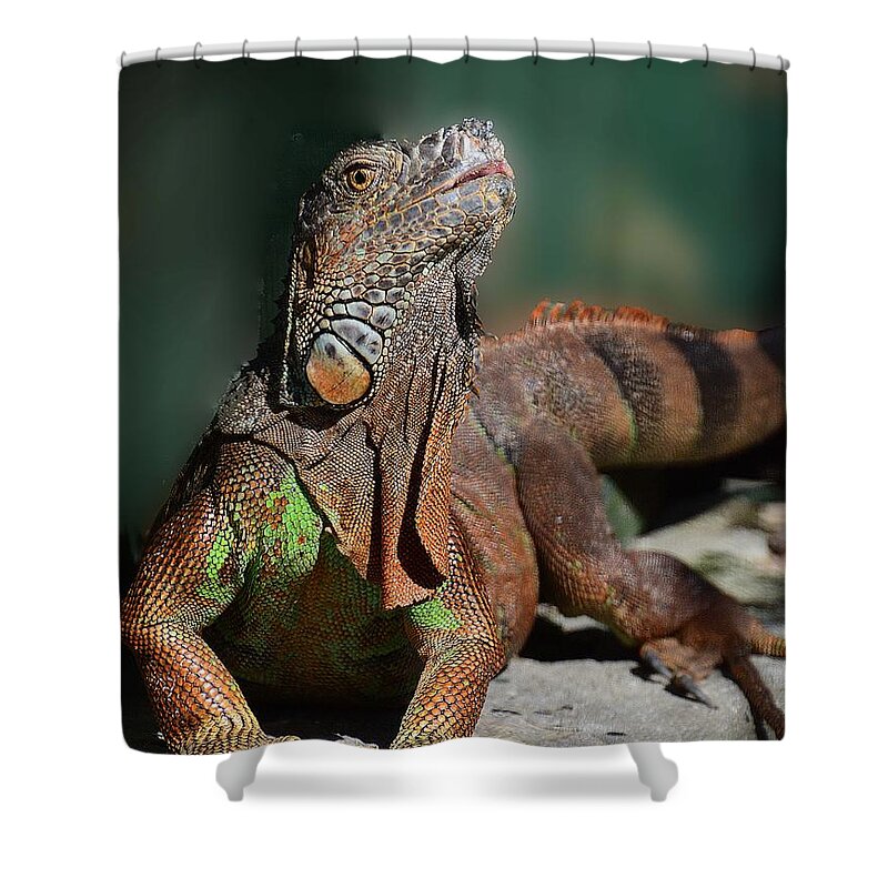 Iguana Shower Curtain featuring the photograph Strike a Pose by Cindy Manero
