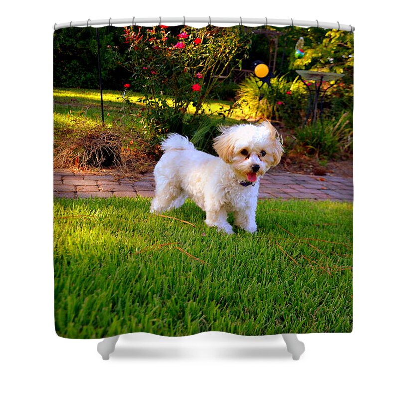 Strike A Pose Shower Curtain featuring the photograph Strike A Pose by Lisa Wooten