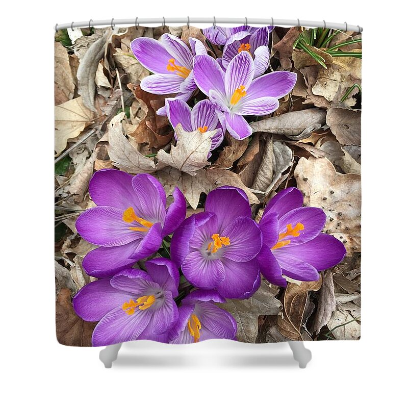 Crocus Shower Curtain featuring the painting Striped Beauty and Purple Sensation Crocuses by Rand Burns