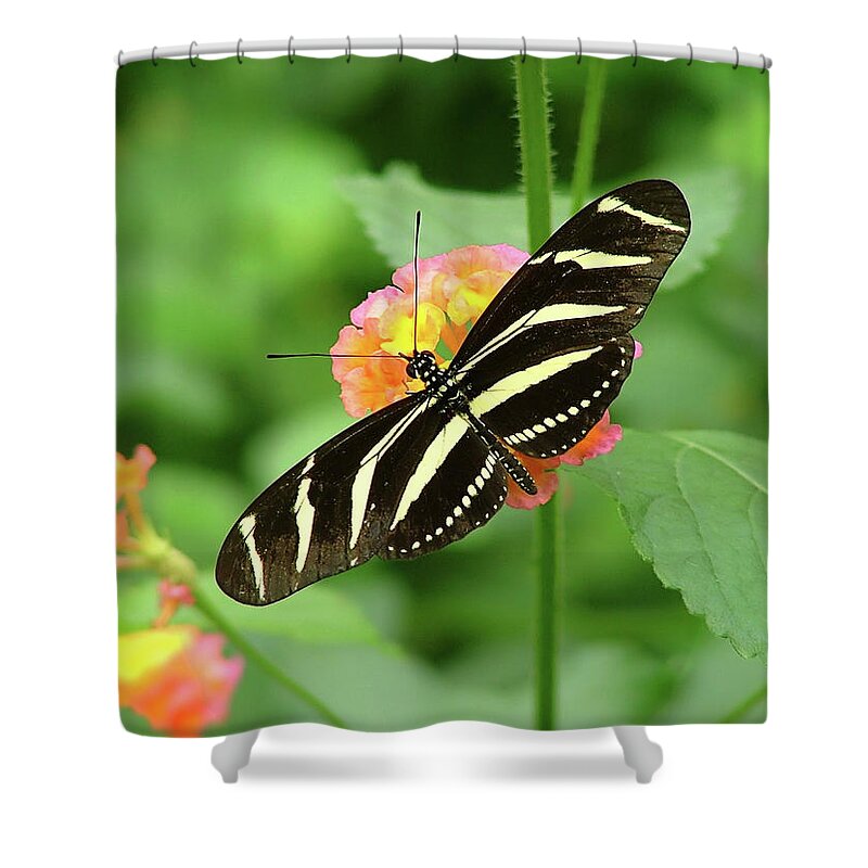 Butterflies Shower Curtain featuring the photograph Striped Butterfly by Wendy McKennon