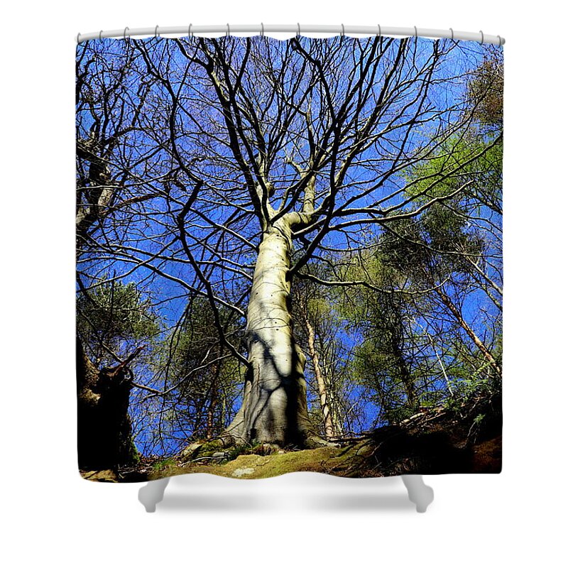 Tree Shower Curtain featuring the photograph Strong nature by Lukasz Ryszka